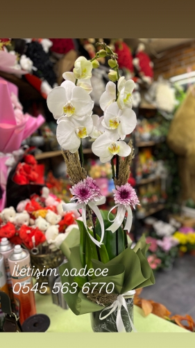 Tasarım Orkide İthal